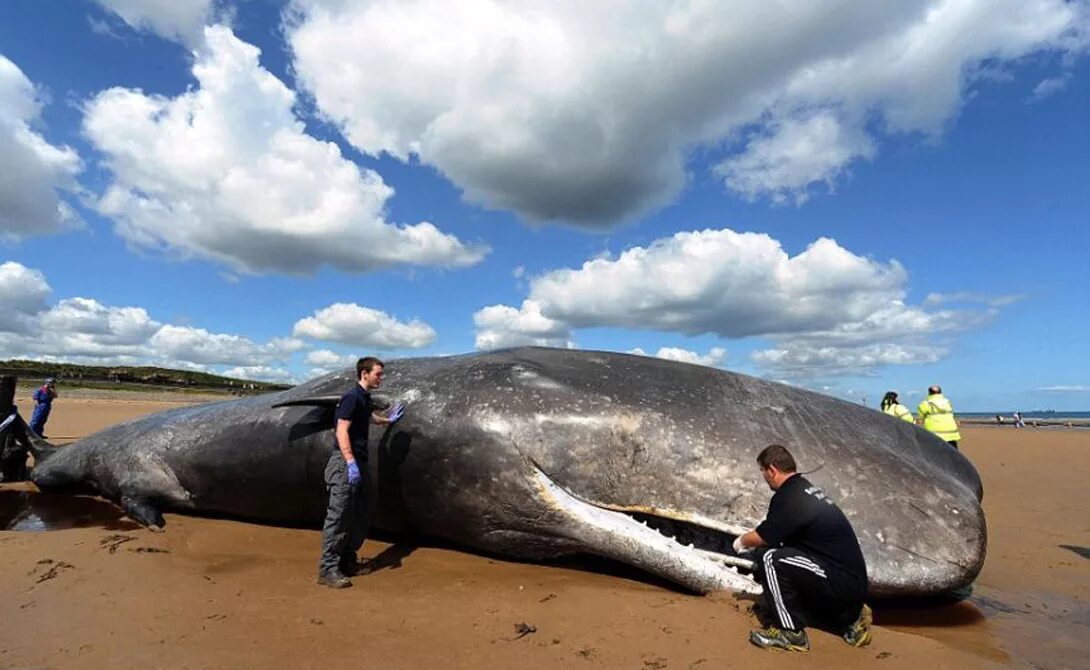 Кошелот. Гигантский кит. Самый крупный кит в мире. Самый большой Кашалот в мире. Гигантский синий кит.
