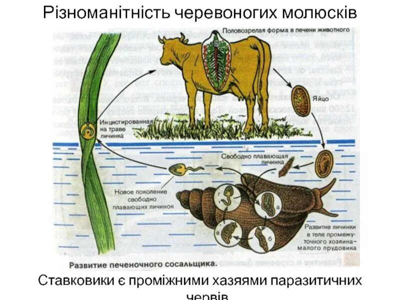 Малый прудовик и печеночный сосальщик. Цикл развития печеночного сосальщика половозрелая форма. Марита печеночного сосальщика. Малый прудовик промежуточный хозяин.