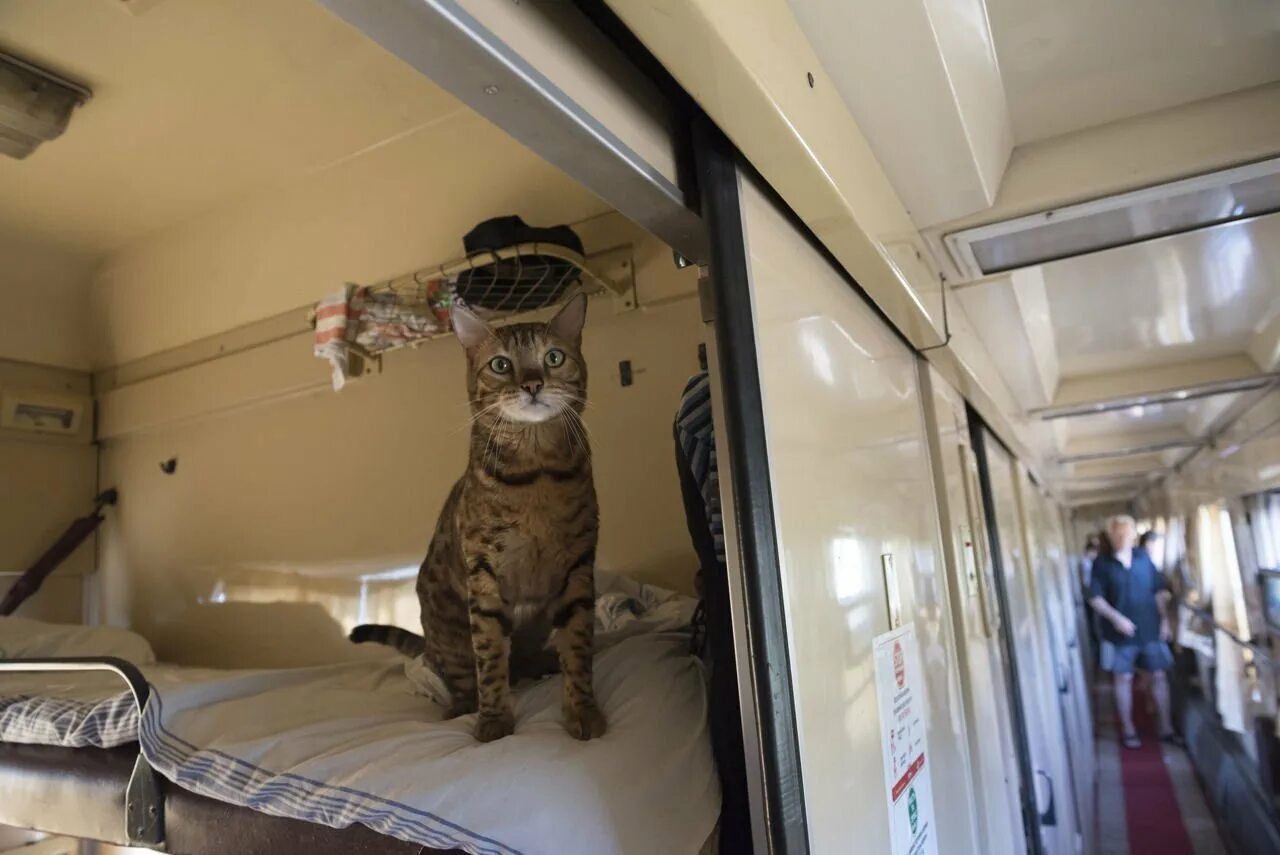 Кот железная дорога. Котик в поезде. Кот в вагоне. Кот в электричке. Вагон с животными.