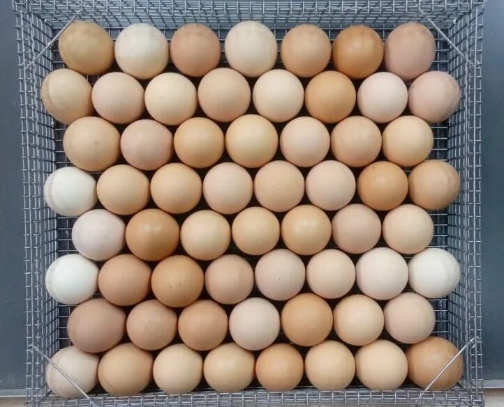 Купить инкубационное яйцо в липецкой области. Яйцо Адлерской серебристой. Инкубационное яйцо серебристый Адлер. Инкубаторские яйца. Упаковка для инкубационных яиц.