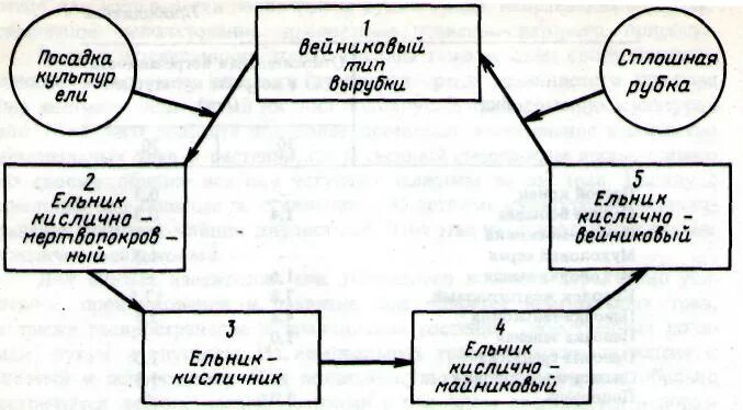 Динамическая типология леса и. Мелехов типы вырубок. Тип леса тип вырубки тип лесорастительных условий. Схему зависимости типов вырубок от типов леса. Схема формирования типов вырубок в связи с исходными типами леса.
