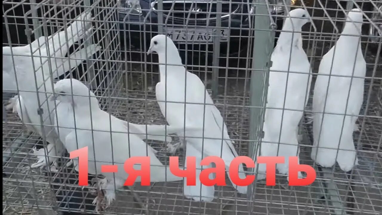Выставка голубей в Кропоткине. Ярмарка голубей в Кропоткине. Выставка ярмарка голубей в г.Кропоткине. Выставка голубей в Кропоткине 2021.