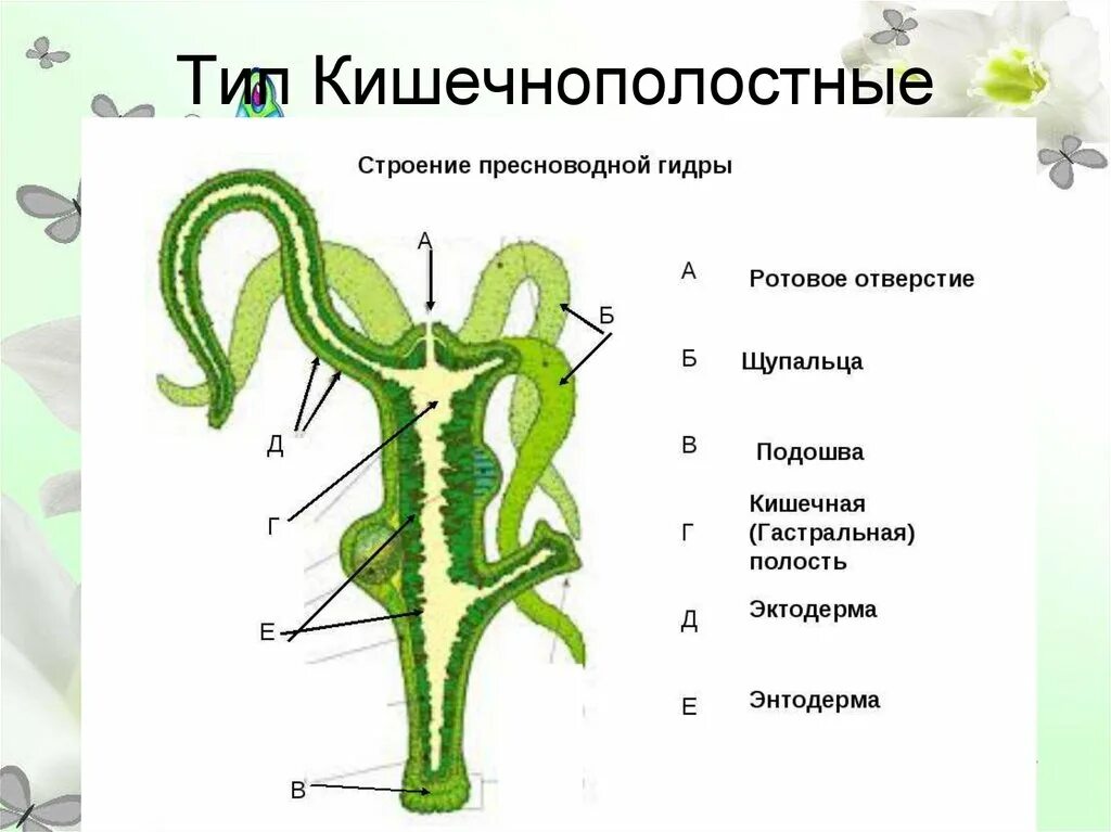 Внешнее и внутреннее строение гидры. Внешнее и внутреннее строение гидры