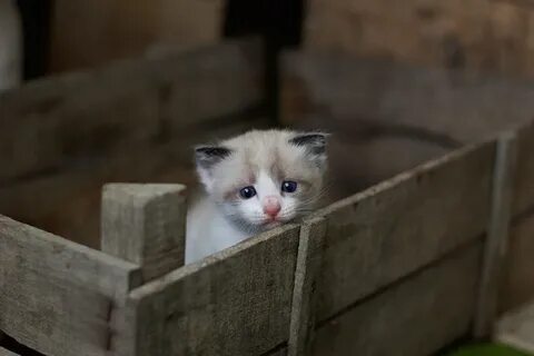 Видео с грустными котиками