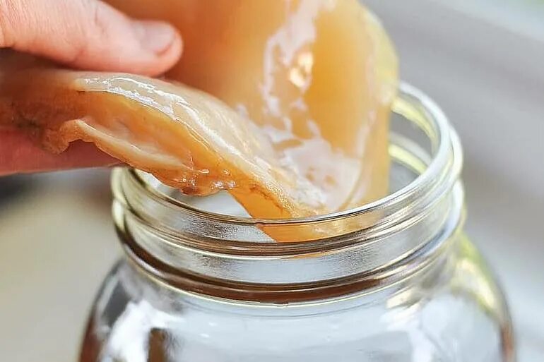 Напиток на основе чайного гриба комбуча. Комбуча из чайного гриба. Чайный гриб или комбуча. Живой чайный гриб комбуча. Чайный гриб - комбуча.