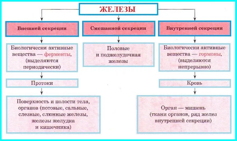 Таблица желёз внешней секреции. Железы внутр и внешней секреции. Схема железы внешней внутренней и смешанной секреции. Эндокринная система железы внешней секреции таблица.