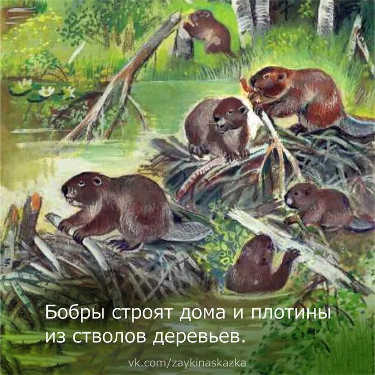 Бобры строят хатки распространенное предложение. Бобры строят плотину. бобры в лесу рисунок. бобр в живописи.