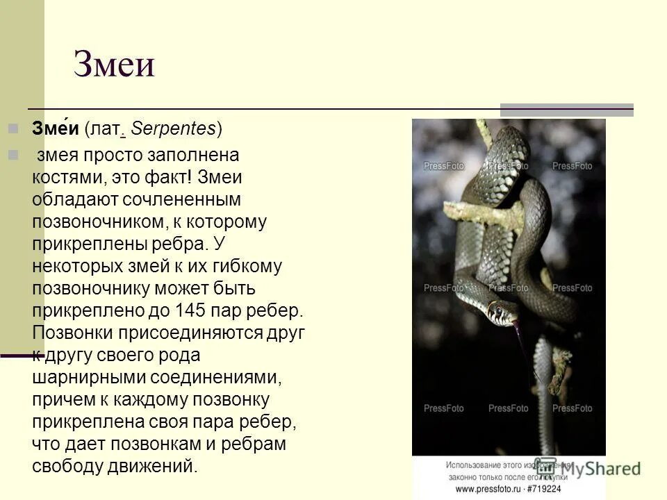 интересные факты про змей. самые интересные факты о змеях. необычном факте о змеях. змеи интересные факты. факты про змей.