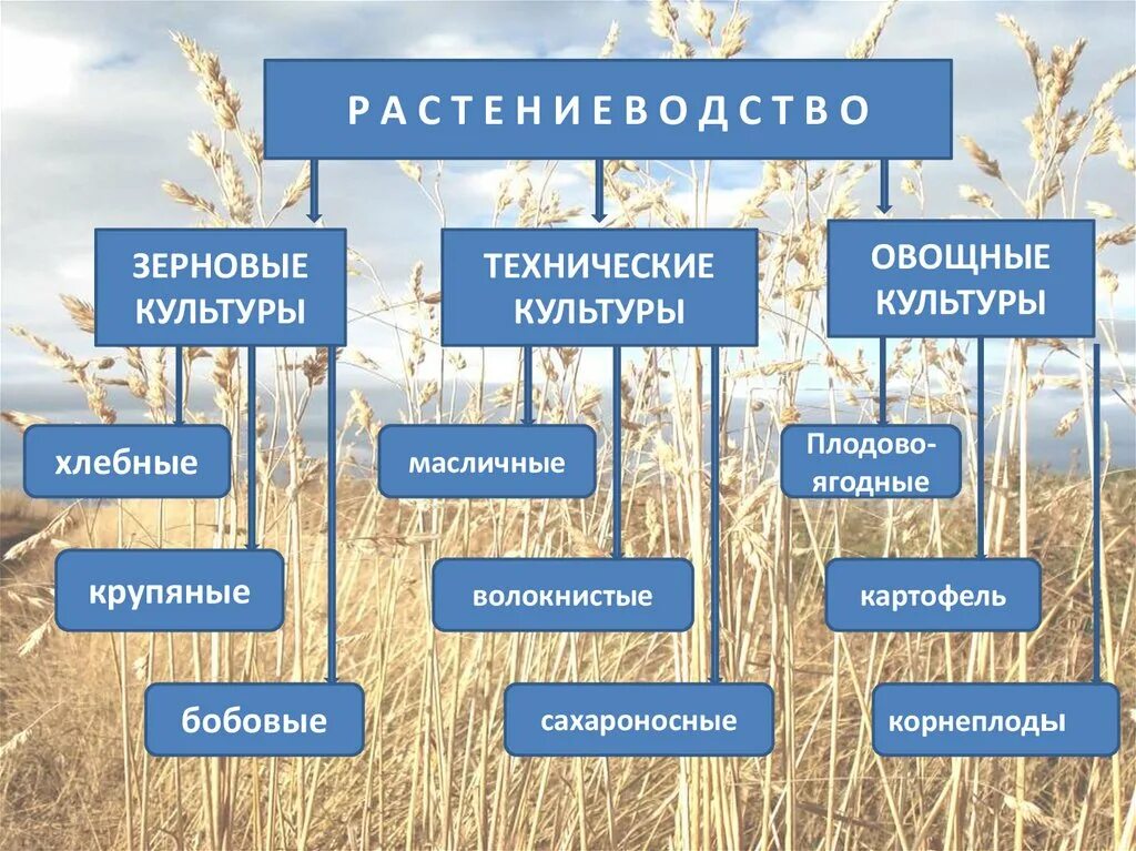 Культуры растениеводства. Отрасли сельского хозяйства россии 9 класс растениеводство. отрасли растениеводства таблица. растениеводство технические культуры. отраслирастениводства.