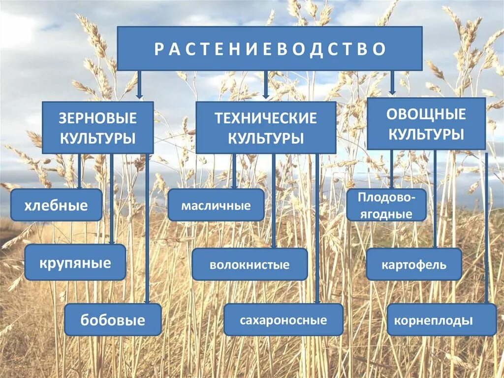 Растениеводство культуры