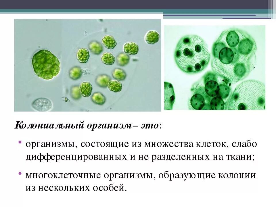 Чем отличается одноклеточный организм. Одноклеточные многоклеточные и колониальные. колониальные организмы. колонии одноклеточных организмов. колониальные и многоклеточные организмы.