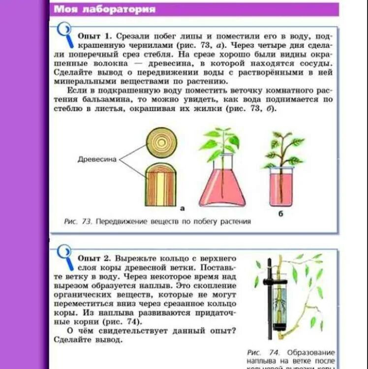 Почему побег не удался. Опыты биология 6 класс. Опыты передвижение воды и Минеральных веществ. Эксперименты по биологии 6 класс. Опыты по биологии 6 класс с ответами.