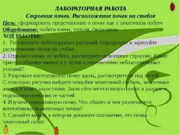 Лабораторная работа строение почки