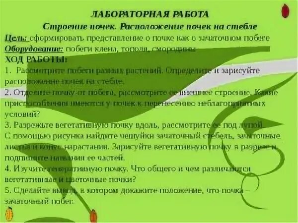 Определение местоположения почек на муляже 9 класс. Лабораторная работа строение почек. Лабораторная работа по биологии строение почек. Строение почек расположение почек лабораторная работа. Лабораторная работа побег и почки.