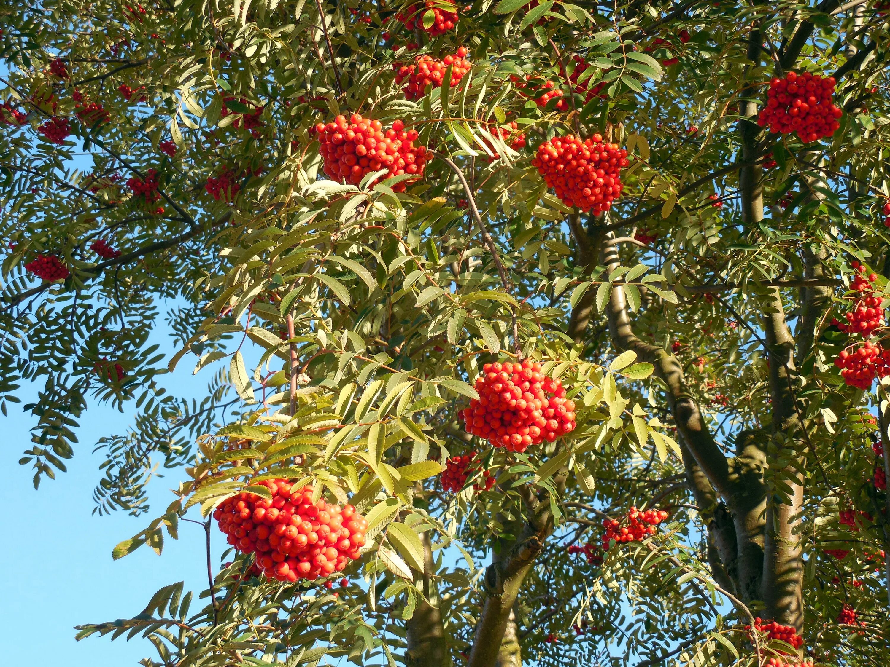 Рябина обыкновенная дерево. Рябина обыкновенная деревце. Рябина (Sorbus). Рябина Буша.