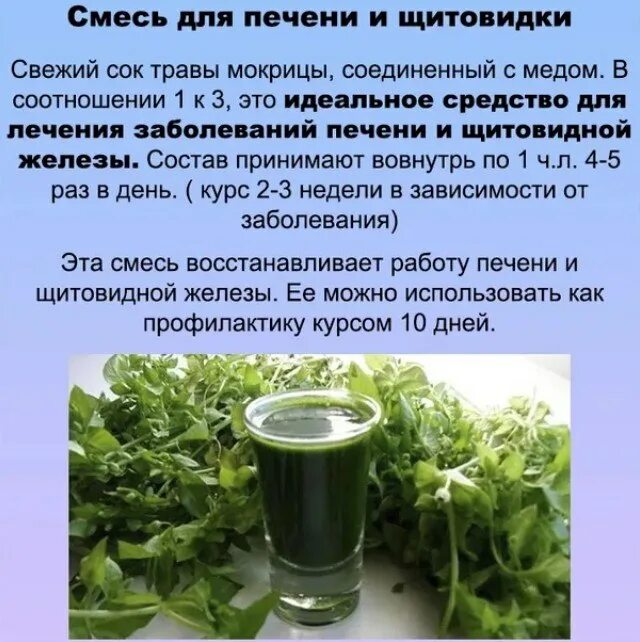 Целебные свойства растения чистотел. Травяные сборы для щитовидной железы. Примочки из чистотела. Травяной сбор при гипертиреозе щитовидной железы. Заговор от болезни щитовидки.