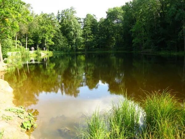 Пруд зеленка нахимовский. Пруд зеленка. Пруд зеленка нахимовский проспект владение 8. Пруд зеленка нахимовский. Средний пруд зюзино.