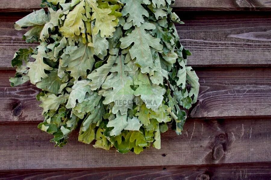 Веник липа. Полезные веники для бани. Дубовый веник. Веник для бани дубовый. Сауна веник.