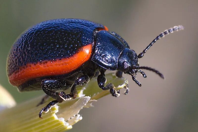 Жук Листоед краснокаемчатый. Листоед краснокаемчатый (Chrysolina sanguinolenta). Листоеды семейство - Chrysomelidae. Листоед Луговой. Жук на английском языке