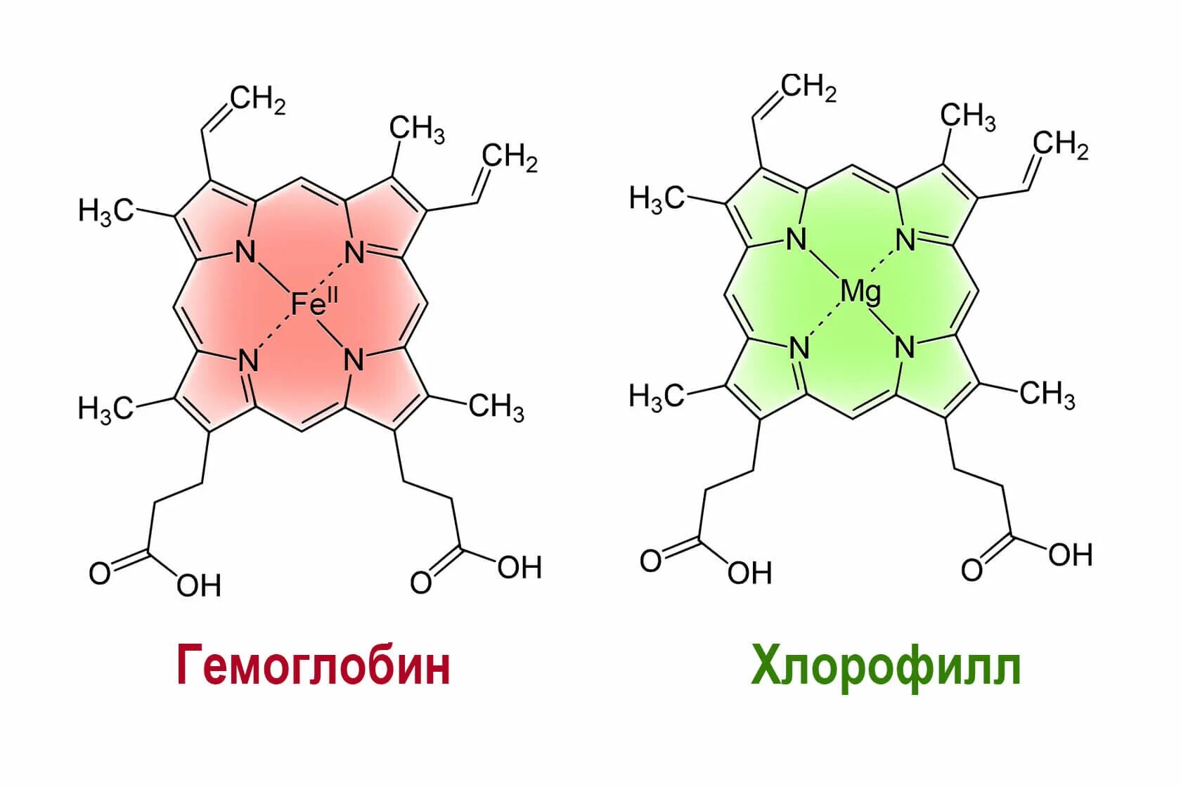 Химическое соединение крови. Структурная формула гемоглобина и хлорофилла. Строение гемоглобина и хлорофилла. Строение гемоглобина структурная формула. Молекула хлорофилла и гемоглобина.