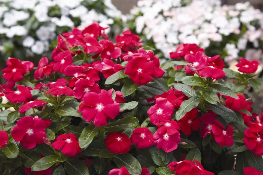 Катарантус халиф. Катарантус. Катарантус. Катарантус пацифика микс. Катарантус.