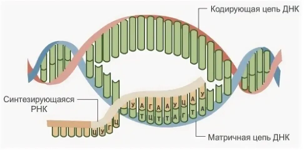Кодирующая цепь днк
