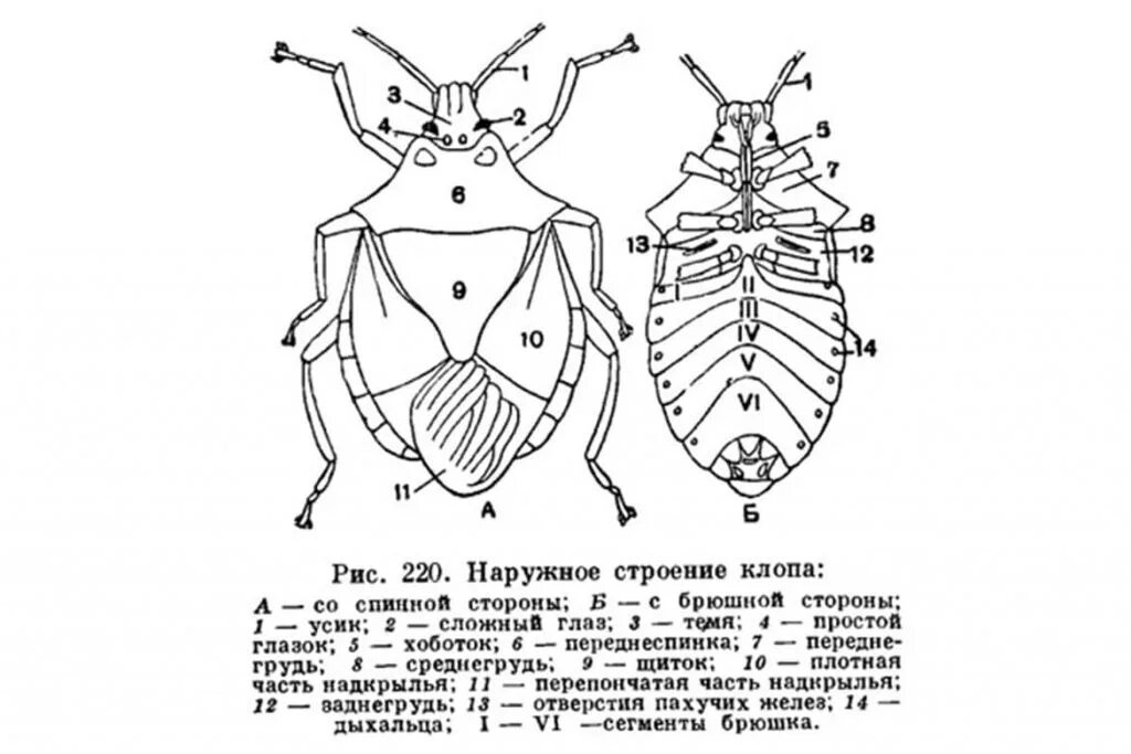 Строение постельного клопа схема. Внешнее строение постельного клопа. Строение самки постельного клопа. Постельный клоп Cimex lectularius строение.