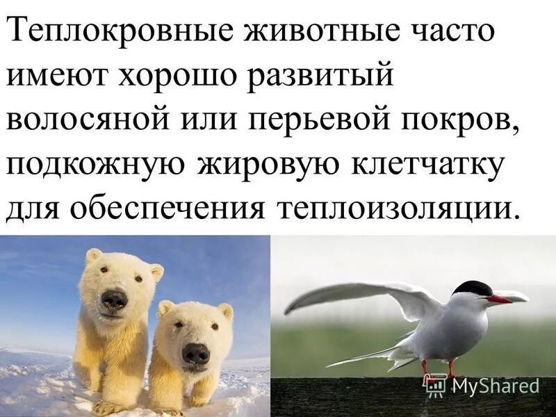 признаки млекопитающих. хладнокровные и теплокровные животные. правило аллена. признак теплокровных животных. теплокровные животные.