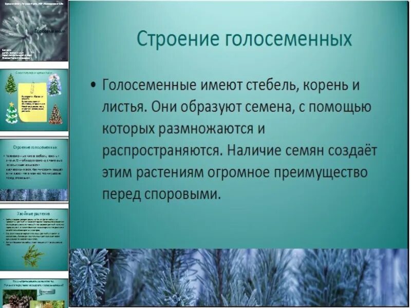 Характеристики голосеменных 7 класс. Голосеменные растения презентация 6 класс. Голосеменные растения 6 класс биология. Общая характеристика голосеменных. Сообщение о голосеменных растениях.