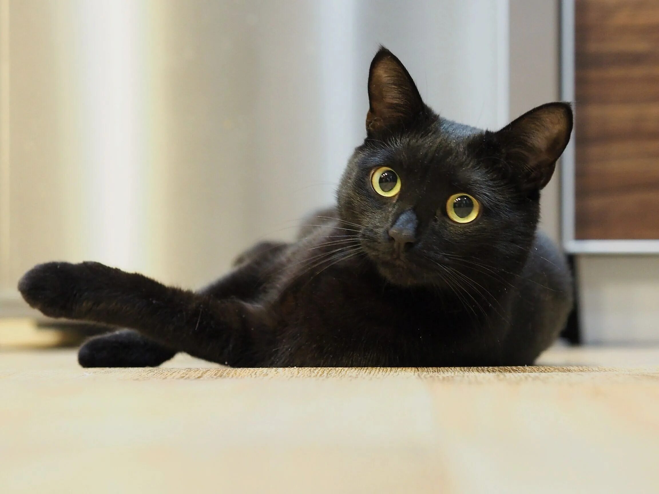 Типаж black cat это