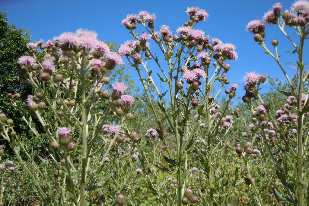 Бодяк полевой (Cirsium arvense). Бодяк полевой (осот). Осот розовый Бодяк полевой. Бодяк полевой (осот розовый) Cirsium arvense.