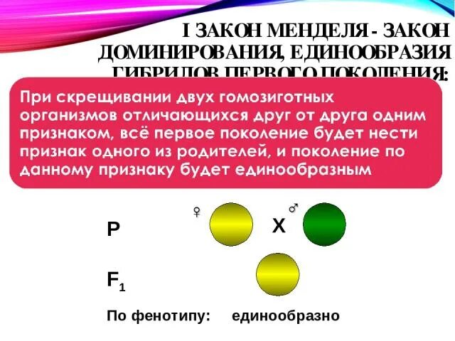 Первый закон Менделя закон доминирования. Закон доминирования и единообразия гибридов первого поколения. Закон доминирования единообразия. Закон доминирования схема.