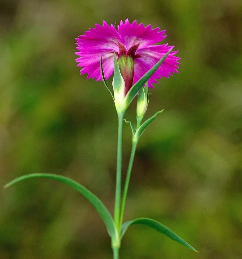 Друг гвоздика. Dianthus versicolor - гвоздика Полевая. Гвоздика травянка Лесная. Гвоздика дельтовидная (Dianthus deltoides). Гвоздика травянка Дикая.