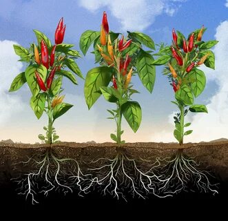 Planting the roots