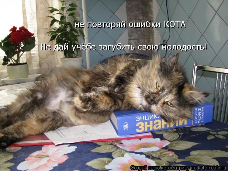 Не буду повторять ошибки. Смешные котики учеба. кот студент. смешной котенок на учебе. ошибки коты.