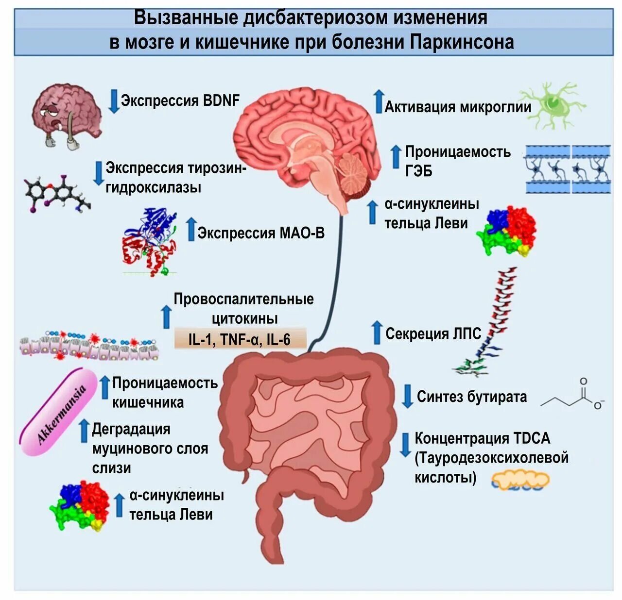 Стимуляторы дофаминовых рецепторов. Кишечная микробиота и мозг. Микробиота кишечника. Дофаминергической терапии это. Дофаминергическая система мозга.