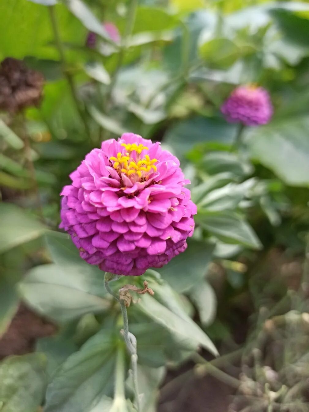 Как выглядят цветы майора Pin by Polly Schmuck on FLOWERS Zinnia flowers, Pansies flowers, Zinnias