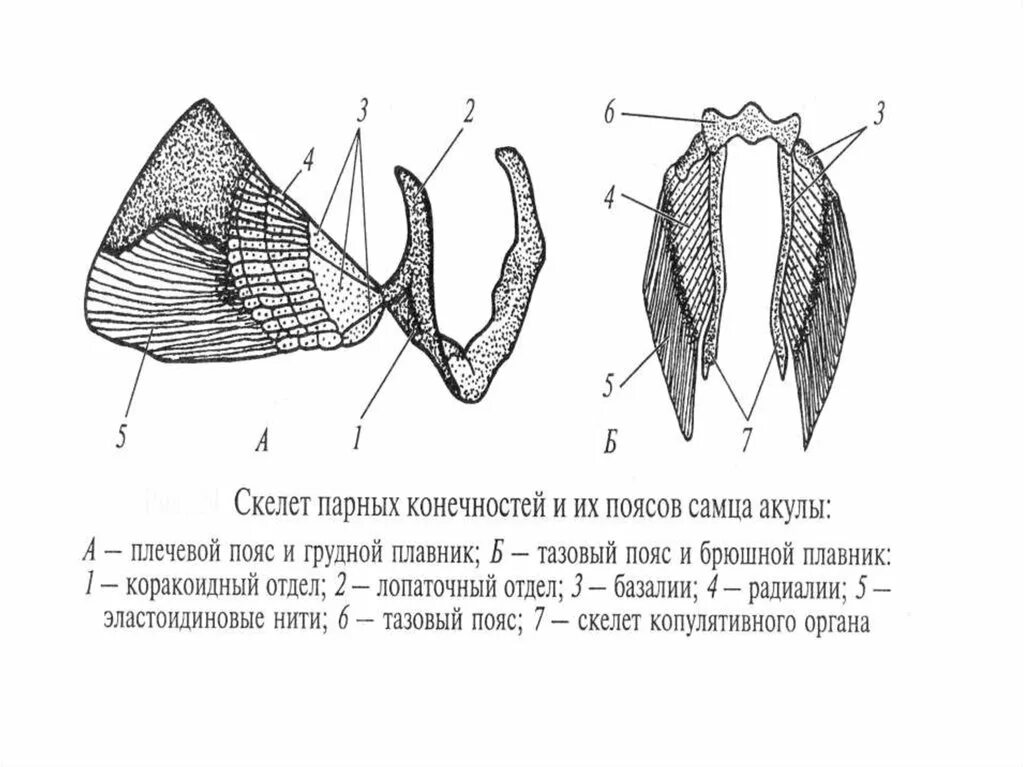 Пояса конечностей костистых рыб. Плечевой пояс и грудной плавник костных рыб. Скелет парных плавников костных рыб. Скелет парных плавников у рыб. Скелет парных конечностей