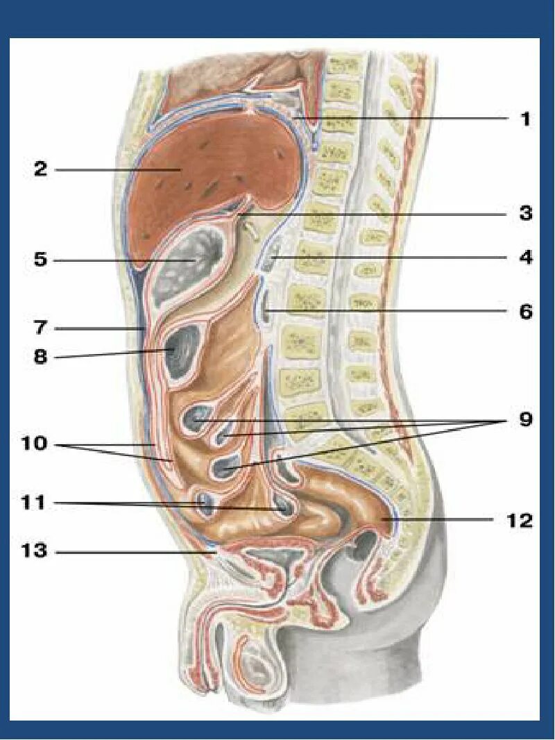 Брюшина и брюшная полость анатомия. Ход брюшины на сагиттальном разрезе. Брюшина анатомия человека атлас. Ход брюшины анатомия схема.
