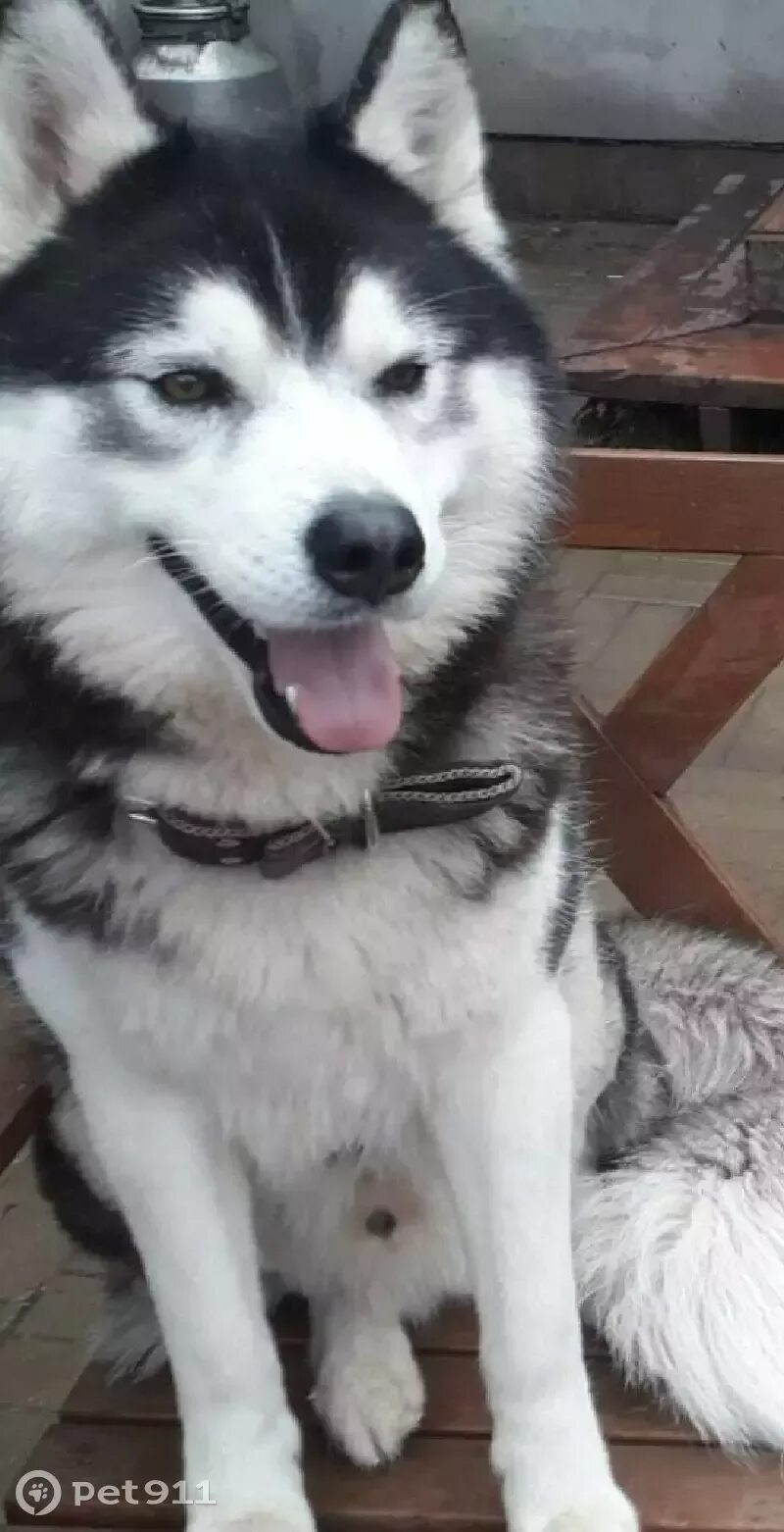 Аляскинский хаски. Найдена хаски москва. Хаски сегодня. Хаски сегодня. Канадский хаски.