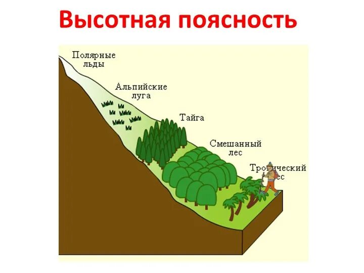 Внешний облик ВЫСОТНОЙ поясности. Высотная поясность горы Аконкагуа. Высотная поясность в горах растения. Зоны ВЫСОТНОЙ поясности в России.