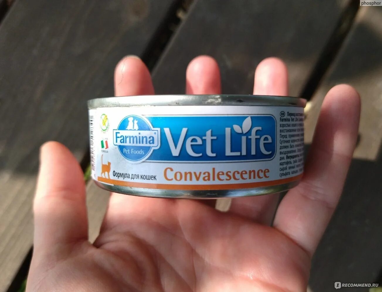 Vet Life convalescence для кошек. Конвалесценс корм для кошек. Vet Life convalescence. Влажные Ветдиеты Фармина.