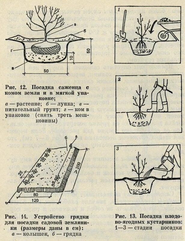 Схема посадки ягодных кустарников. Схема посадки кустарников с комом земли. Схема посадки саженцев кустарников. Посадка саженцев деревьев с комом схема.