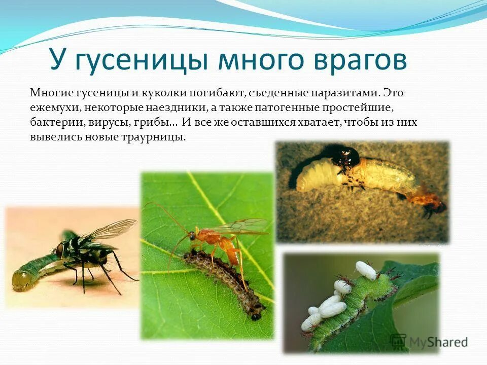 Наездник и гусеница тип взаимоотношений. Наездники личинка бабочки тип взаимоотношений. наездники и гусеницы бабочек взаимоотношений. наездник и гусеница. личинка наездника и гусеница тип взаимоотношений.