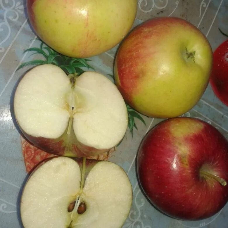Сорт яблок уэлси. Сорт яблони уэлси. Саженцы яблоня уэлси. Сорт яблони уэлси. Сорт яблони уэлси.