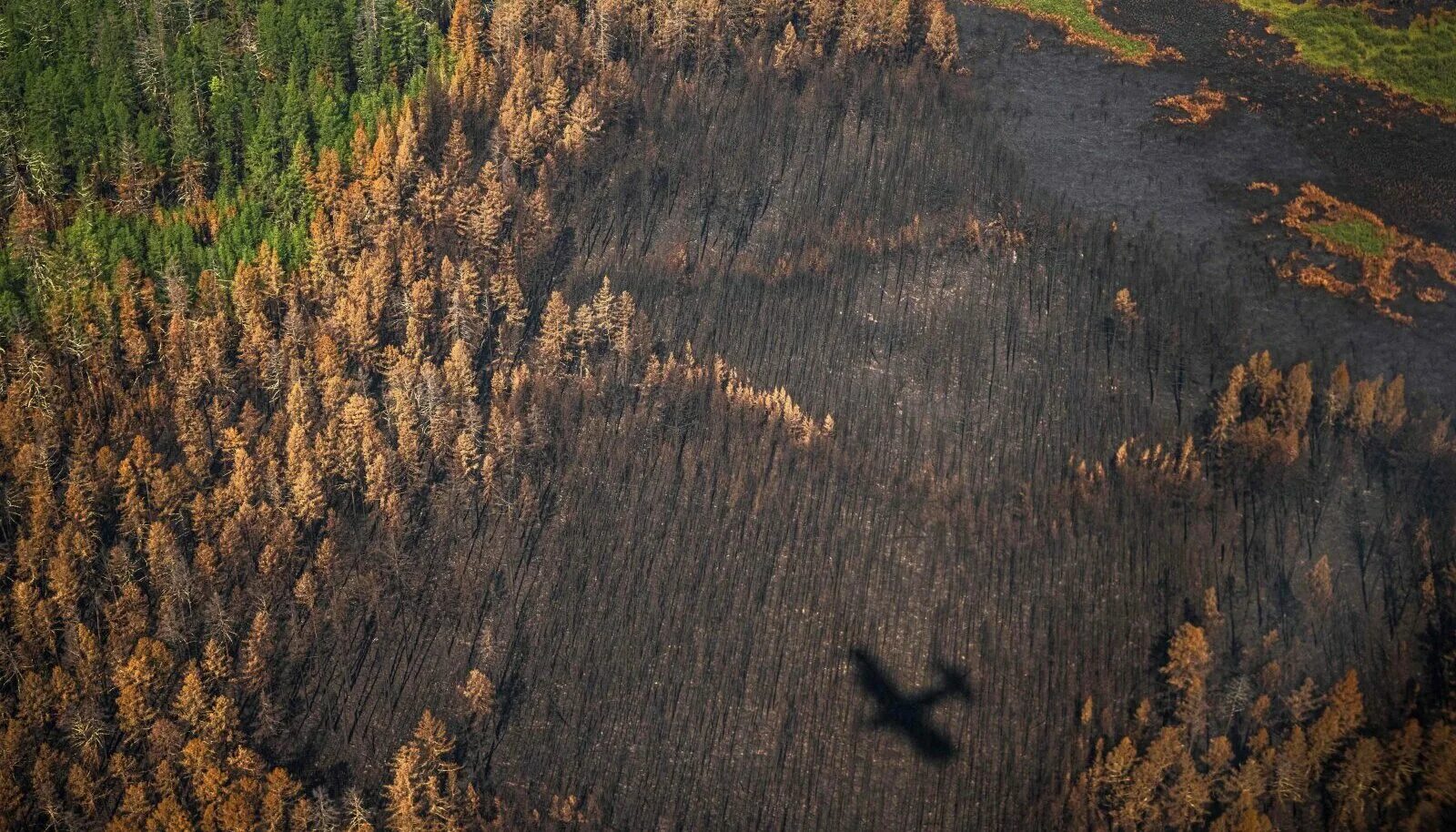 обезлесение леса амазонии,. вырубка лесов. вырубка лесов в россии. истребление лесного покрова. вырубка леса вид сверху.