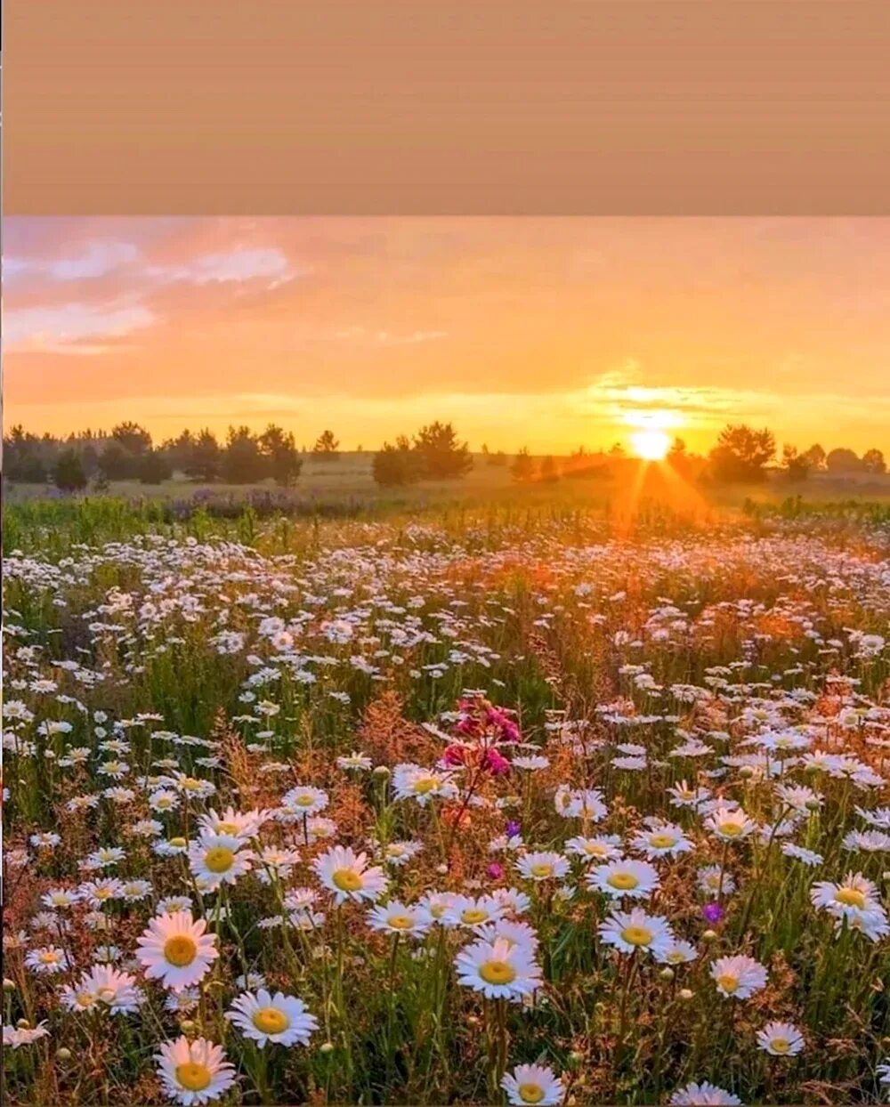 Утро летом. Июлья. Июльское утро. Июлья. Рассвет летом.