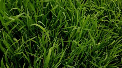 Grass plant