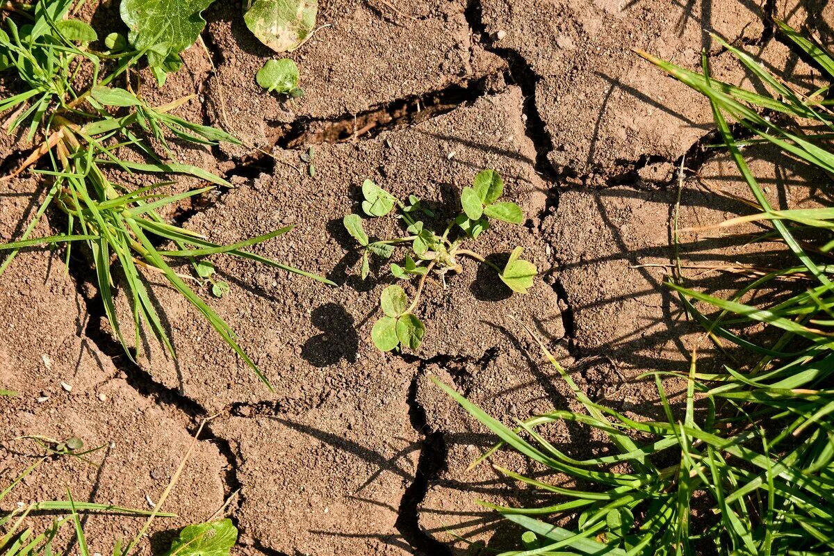 Почвы малоплодородны и сильно заболочены короткие. Сорняки на участке. Почва. Сухая почва. Засуха почвы.