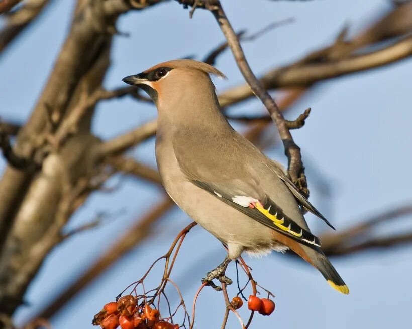 Имя свиристель. Свиристель (Ampelis garrulus). Свиристель самка. Свиристель самец. Самка свиристели свиристели.